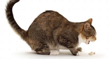 Котешки сълзи бяла пяна и слюнка: какво да правя